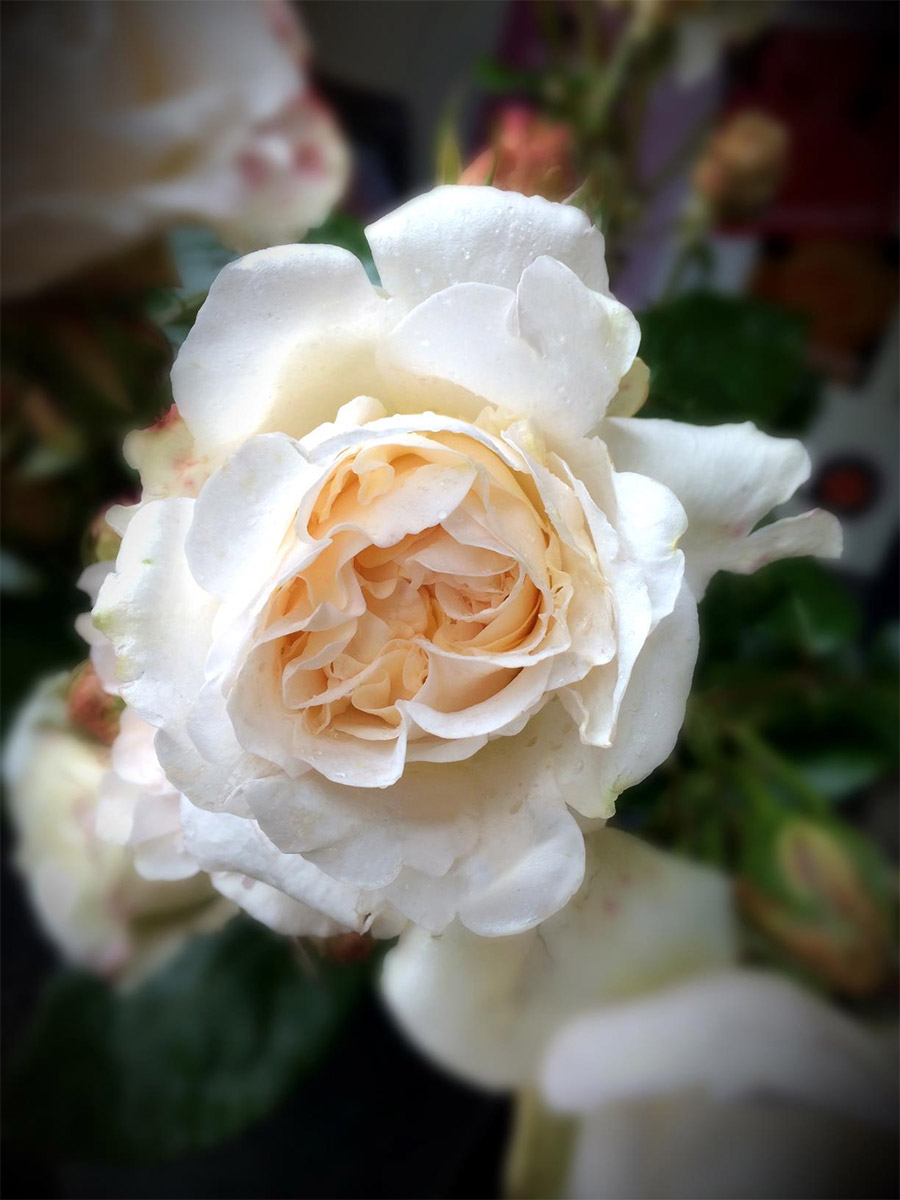 Rolls-Royce Rose