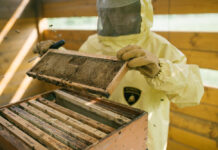 Lamborghini Bees on World Bee Day